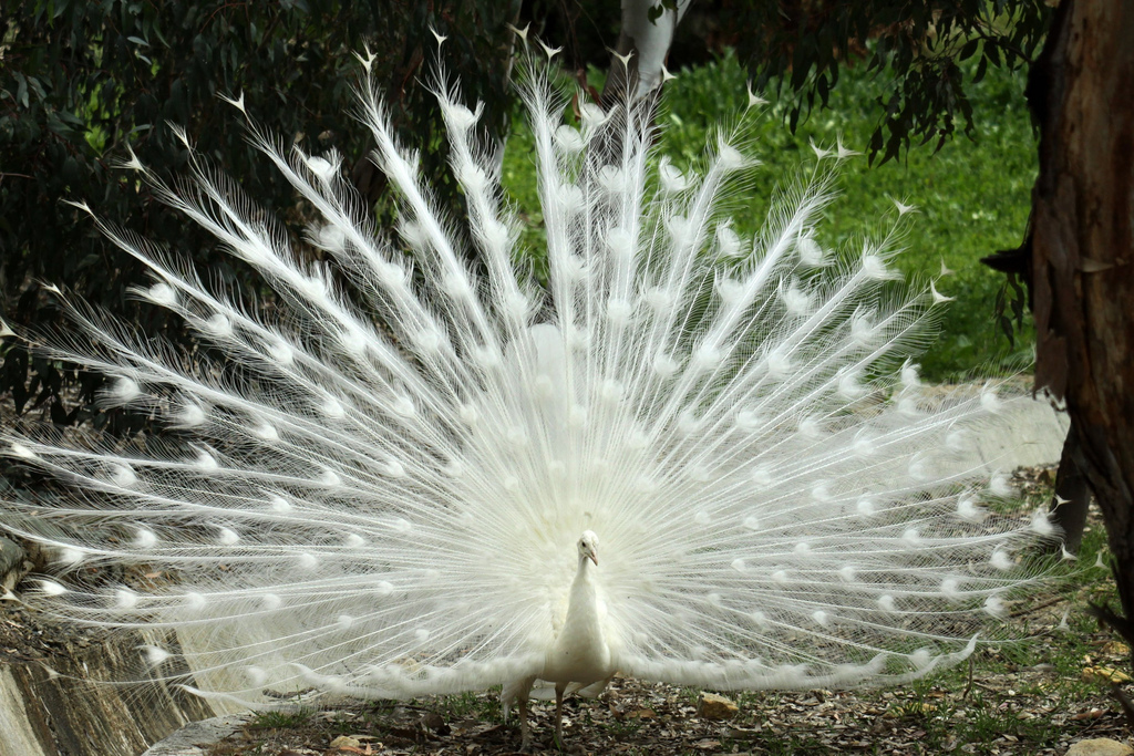 Postea la imagen que te pidan.... - Página 9 LeucisticPeacock_RudiNuissl