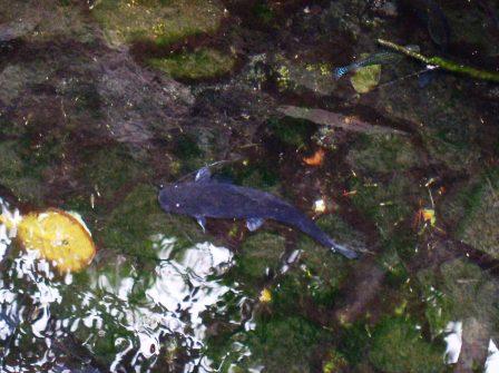 poissons de fond ? Cenote%20Xpu%20Ha%20-%20chat