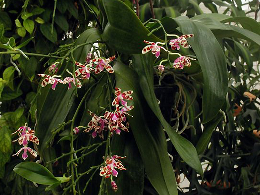 Phalaenopsis lueddemanniana Mariae-02