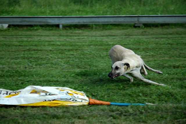 Tatanka la Whippet DSC_6213