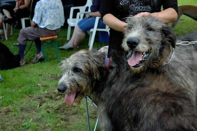 Mes 2 Irish Wolfhound DSC_6032