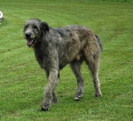 Mes 2 Irish Wolfhound Verdi_piste