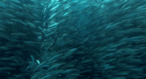 GRAN GALA DE Ronda 9 Edición IV Concurso Microrelatos de la Plazoleta. SOBRE LAS 22h31'23"  - Página 16 School-of-fish-underwater-ocean-amazing-animated-gif-picture-6