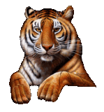 Official GUNetwork Graphical Enhancement - Page 2 Animatedtiger-15