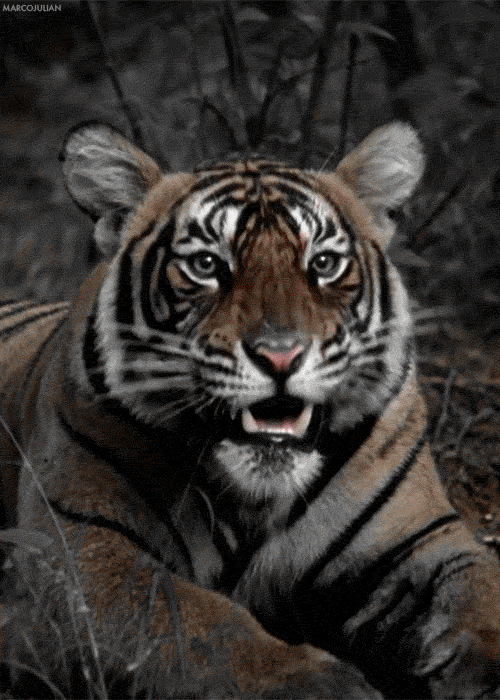 Brothaaaaaaa.  Tiger-animated-gif-5