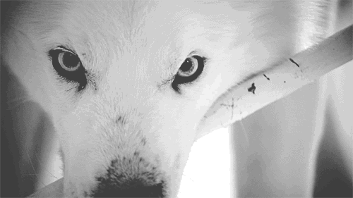 Timid Wolf-animated-gif-2