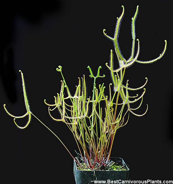 Drosera binata Drosera_binata_dichtoma_EXTREMA_Copyright_P_Dzik