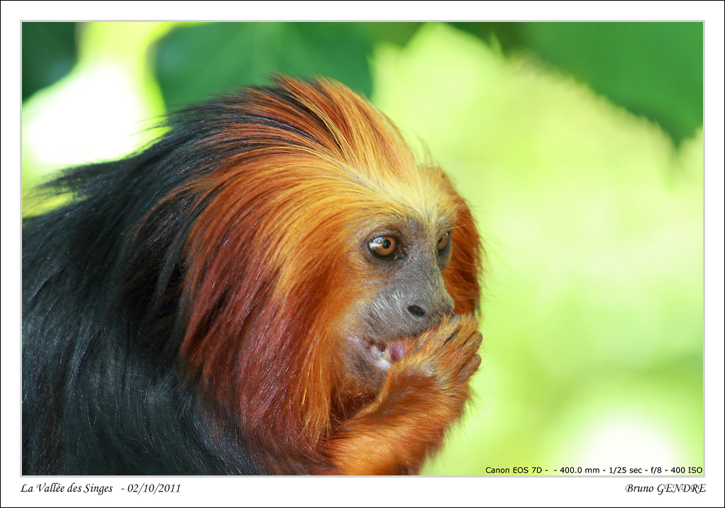 Portrait de primates IMG_4808_Sforum1048