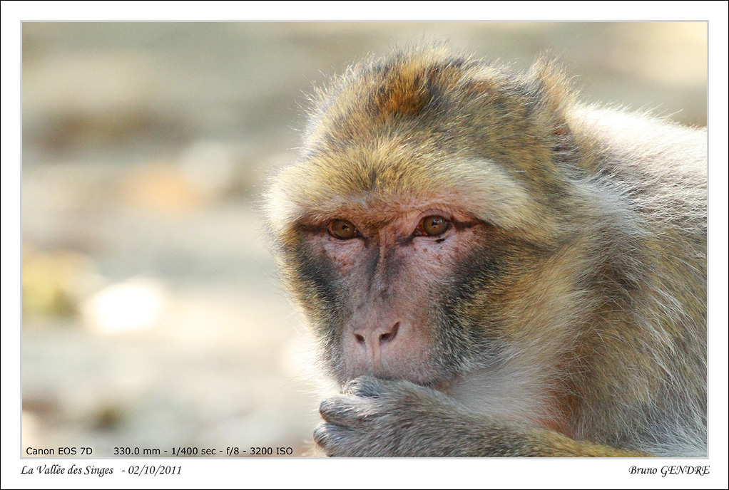 Portrait de primates IMG_4826_Sforum1048