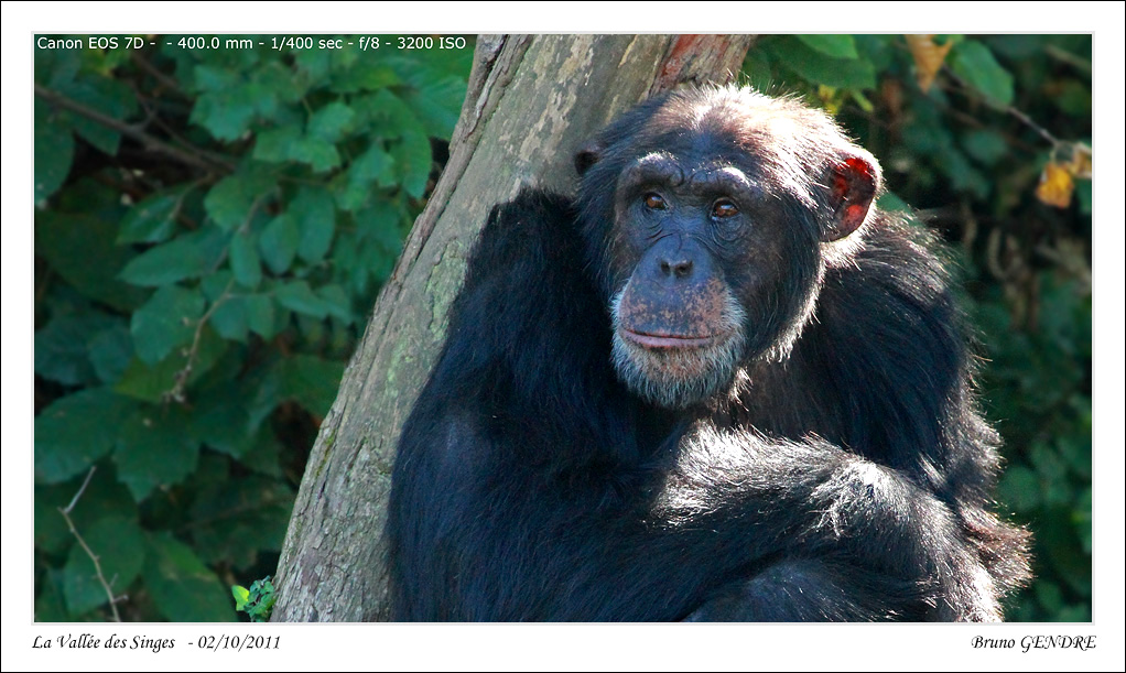 Portrait de primates IMG_4838_Sforum1048