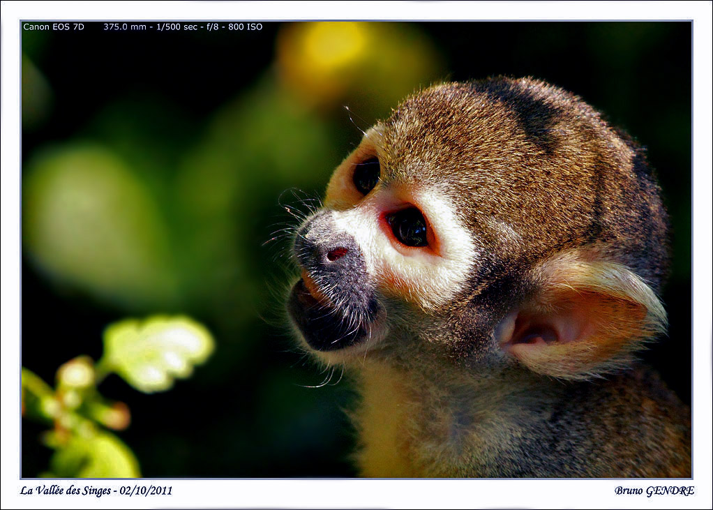 Portrait de primates IMG_4846_Sforum1048