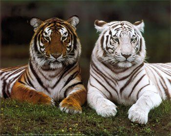 El tigre de bengala Tigre-de-bengala