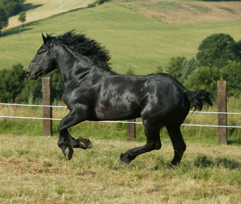 اللون الملكي في الخيول 26859629Percheron