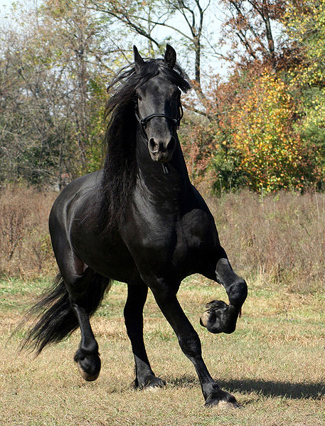 اللون الملكي في الخيول 64629483Friesian