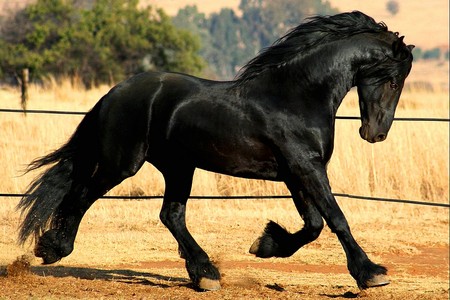 اللون الملكي في الخيول 78503127Friesian2