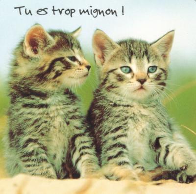 les chats!! - Page 3 Bx5va8nk