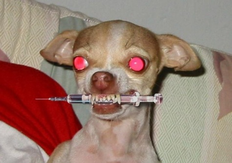 Avis de Recherche - Page 2 Chien_anti-drogue