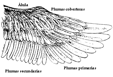 VIAJE AL INTERIOR DE NUESTRAS AVES 138-54