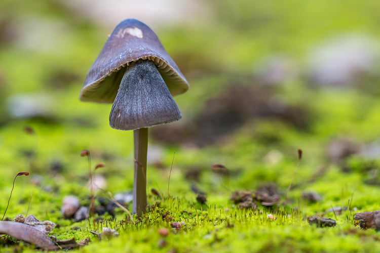 Mycena o Entoloma? Mycena-small