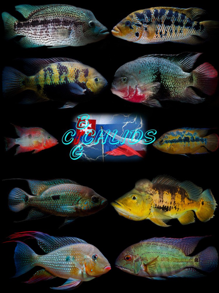 BigCichlids - PORTÁL LOGO%20PORTAL%201