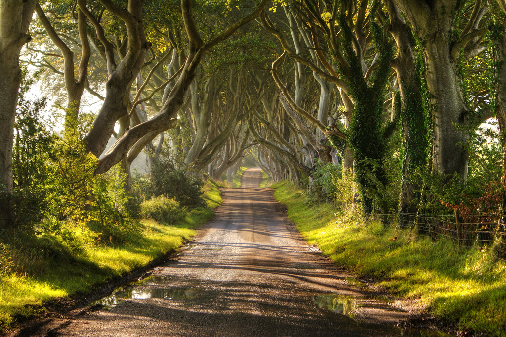 شارع الزان في ايرلندا Dark-Hedges01