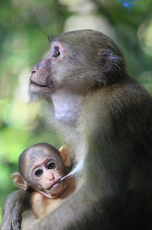 ¡¡¡¡¡¡QUE MONOS!!!!!!!! - Página 3 Primate2-530x800