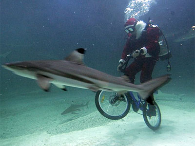 Images insolites liées à des vélos normaux - Page 5 Santa_bike_shark