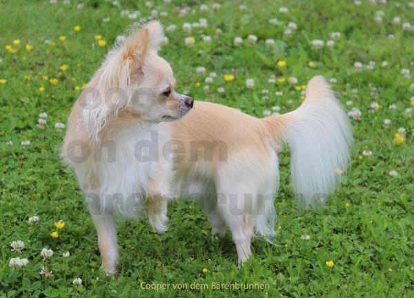 Jessy Janet Joan James Chihuahua-deckruede-langhaar-foto-bild-72709313