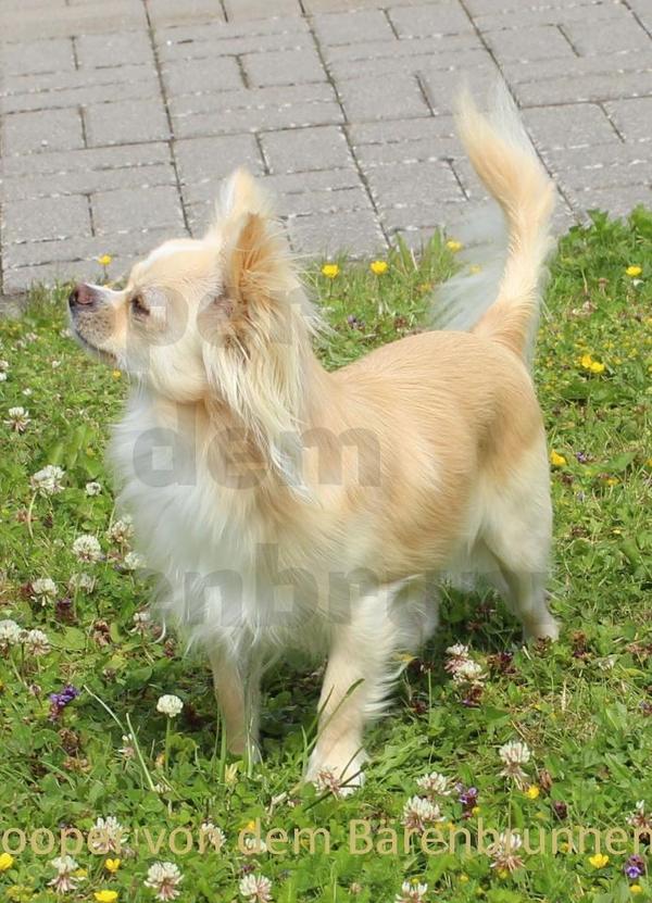 Jessy Janet Joan James Chihuahua-deckruede-langhaar-foto-bild-72709338