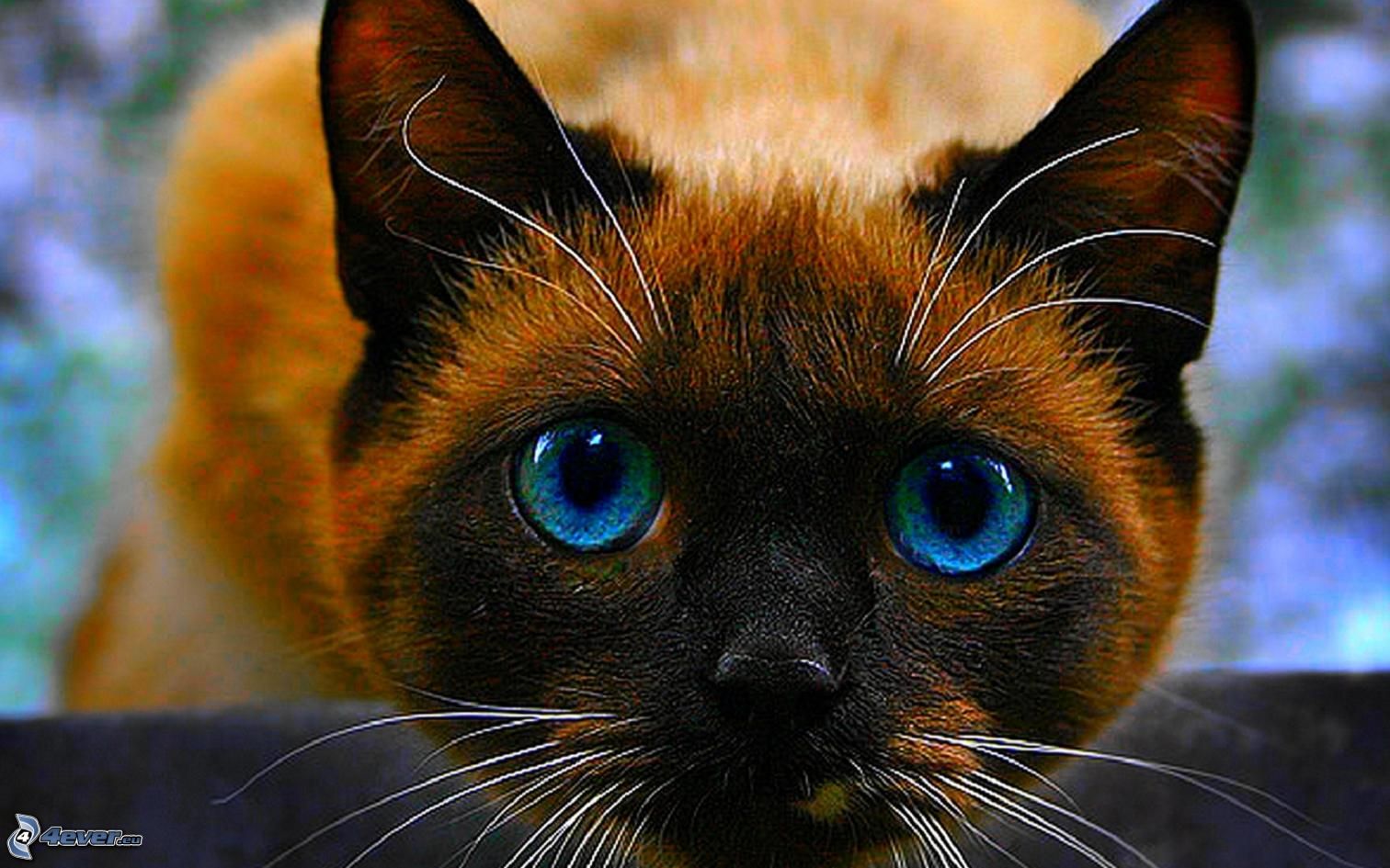 Rotbuschpfote %5Bbilder.4ever.eu%5D%20blauaugige%20katze%20157993