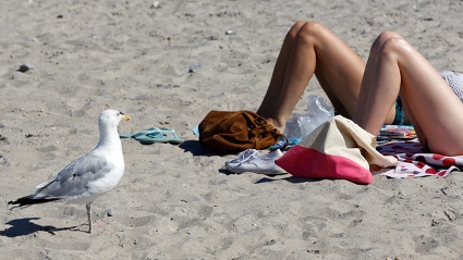 Temperaturen über 35 Grad - so schwitzt Deutschland Index