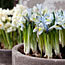 Frühlingsanfang: Das ist jetzt im Garten zu tun ! Blumenzwiebeln