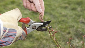 Frühlingsanfang: Das ist jetzt im Garten zu tun ! Im-fruehling-sollten-rosen-kraeftig-geschnitten-werden-