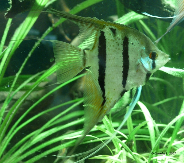 Pterophyllum sp. "Rio Negro" Scal_Rio_Negro_small