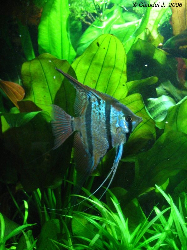 Pterophyllum sp. "Rio Nanay" Scal_per_2