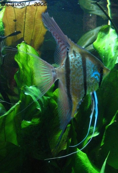 Pterophyllum sp. "Rio Nanay" Scal_per_3