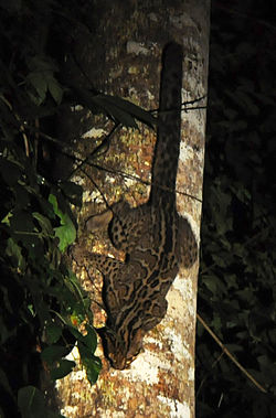 Une envie, une image Marbled_cat_borneo