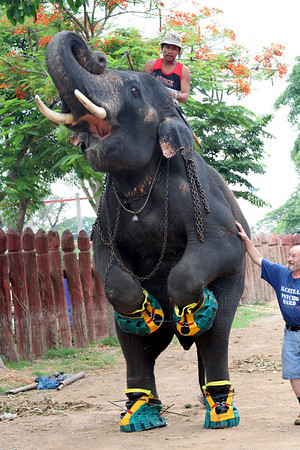 الفيل و الحبل الصغير Elephant-legs