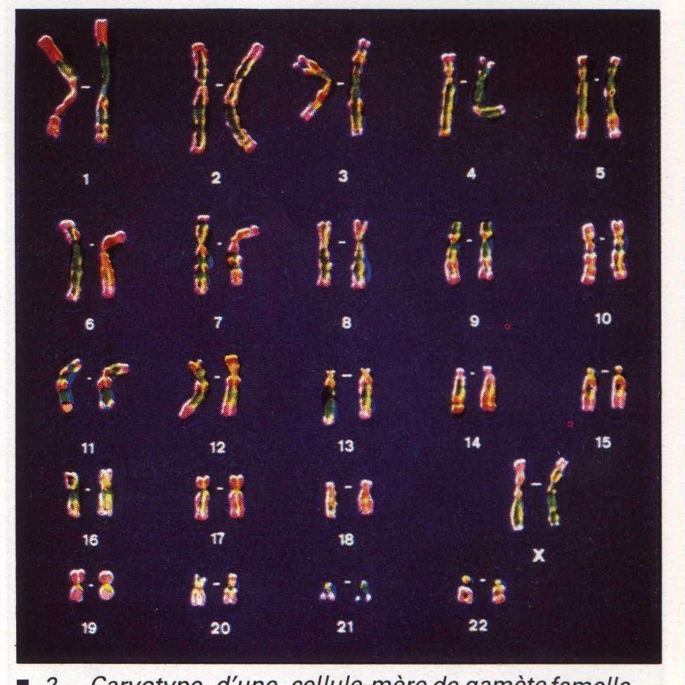 comptons jusqu'à ... - Page 3 Chromosome