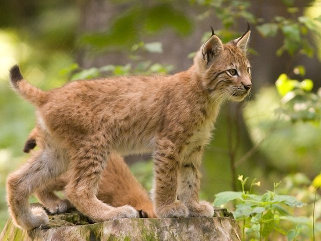 Catalogue Et Horaires De L'Animalerie " Les Copains De Niji" H27g9f1d