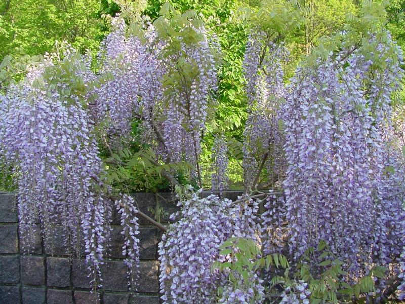 نبات الليلك Wisteria-floribunda-Macrobotrys-030505-5s