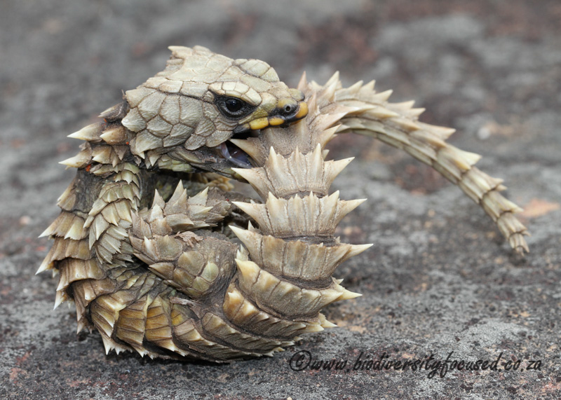 Piotr Armadillo-Lizard-Ouroborus-cataphractuss