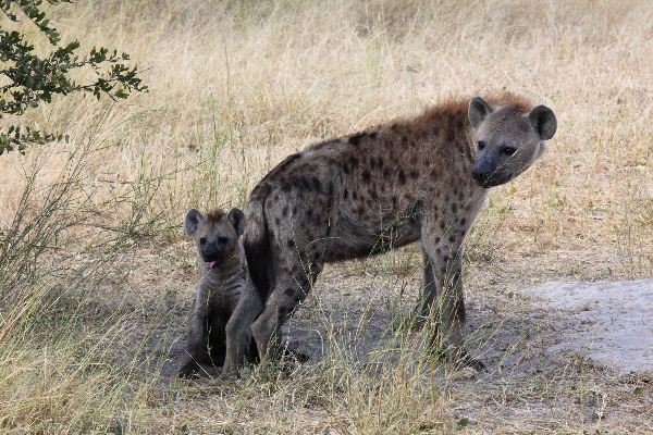 Las Hienas  Spotted_Hyenas_In_The_Okavango_600