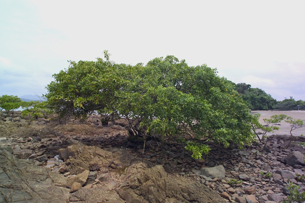 Laguncularia racemosa 4423