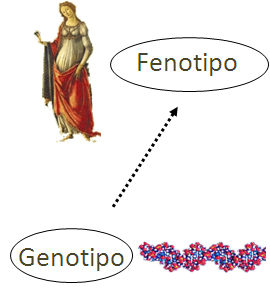 Resistencia Bacteriana de nueva generación. - Página 23 Genotipo-fenotipo