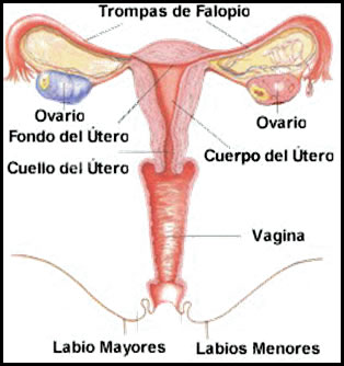 quiz virtual de histologia aparato reproducto rmasculino y femenio por MANULE GARCIAS SUAREZ COD: 102091125 Falopio1