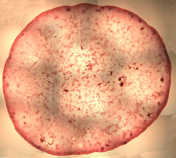 صور عن بعض البكتريا "cocci , bacilli ,vibrio spirochaetes" للميكروبيولوجى 2007.02.06.65%20Coccus.40x.LF.7