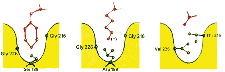 la chymotrypsine 20-14