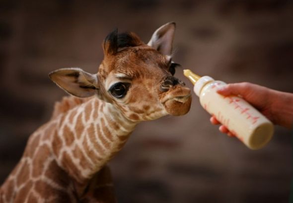 SPAM HERE ! Giraffe-Baby4