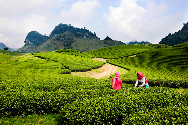 Bỏ túi những kinh nghiệm khi đi du lịch Mộc Châu Hà Giang Moc-chau